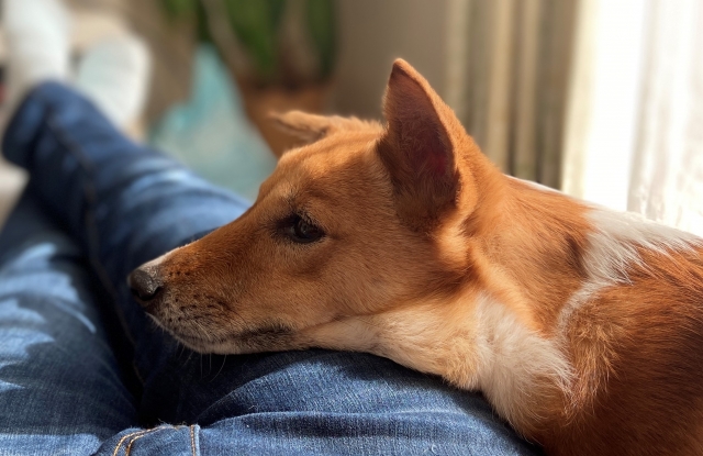 22121ad96d91a9f35cc49482e01dd2d7