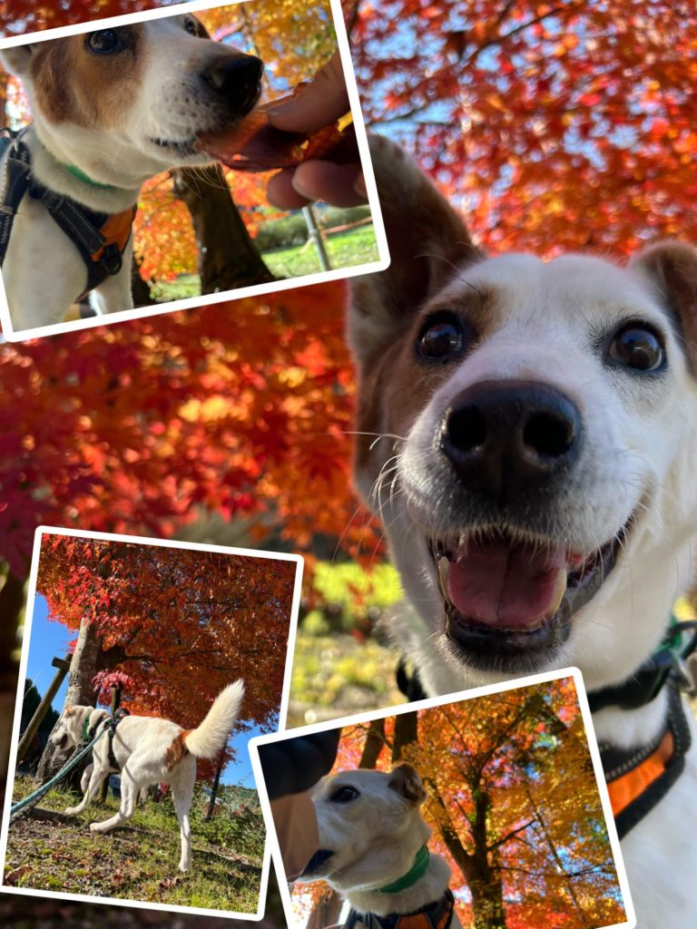 210da2cf24892a8575697fed6df1077f