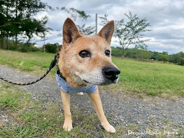 お知らせ 11 f003bd603b89d720788c0c948f8f4f70