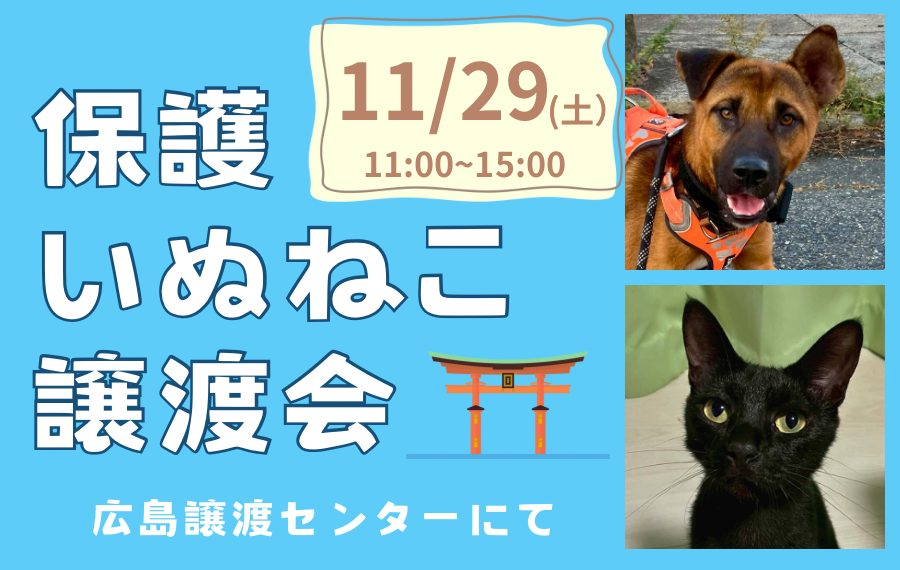 【ピースワンコの譲渡会】11/29(土)「保護いぬねこ譲渡会」開催(広島譲渡センター) 7 eyecatch 16