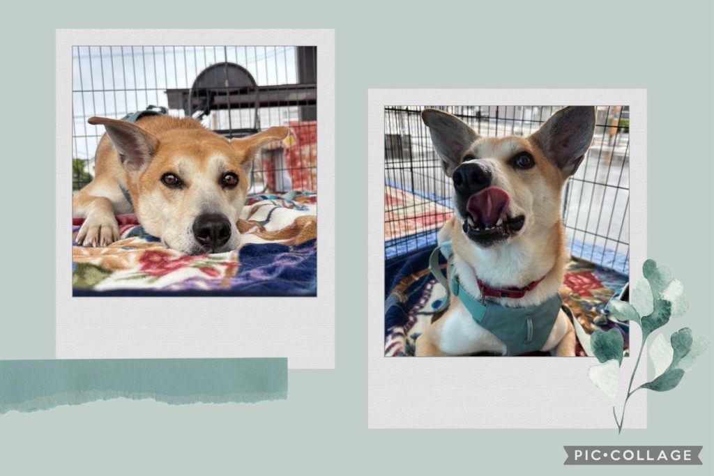 294a200102d27720e6dd767ae7f08fe5