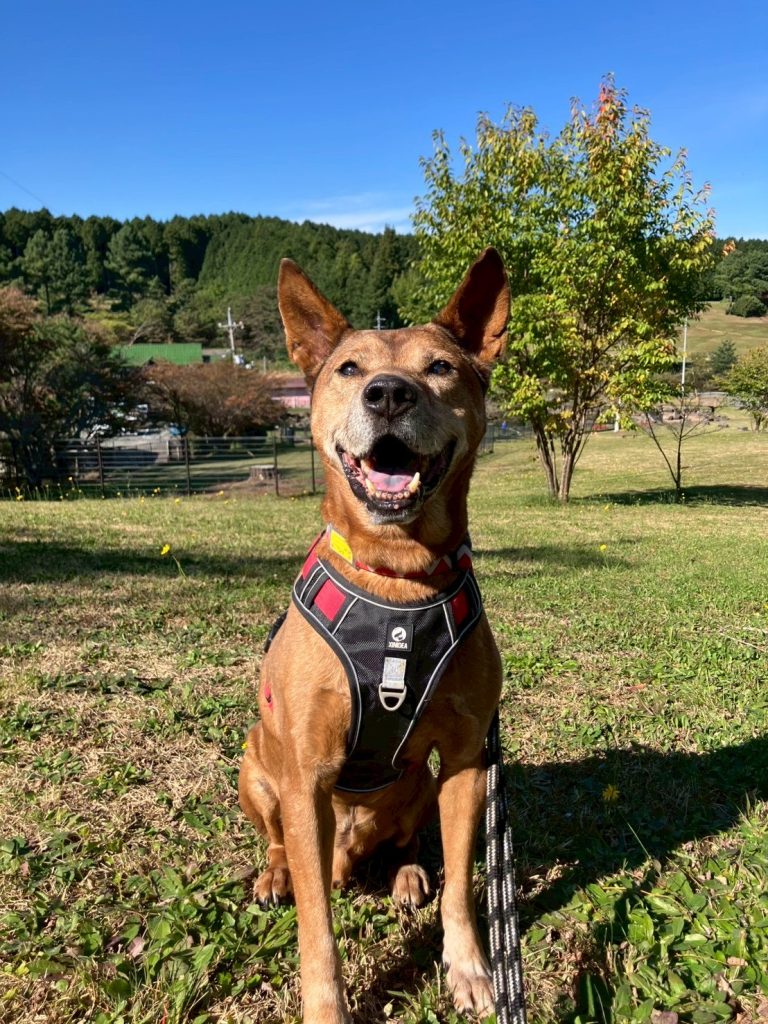 25896b1b8e0a53ead74093f3bdeb1085 1