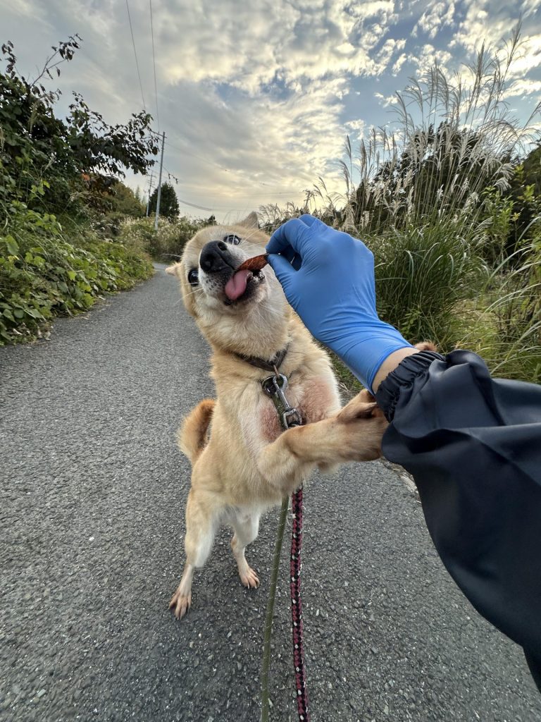 2e32f8532941dc505ac49cad8f73214e