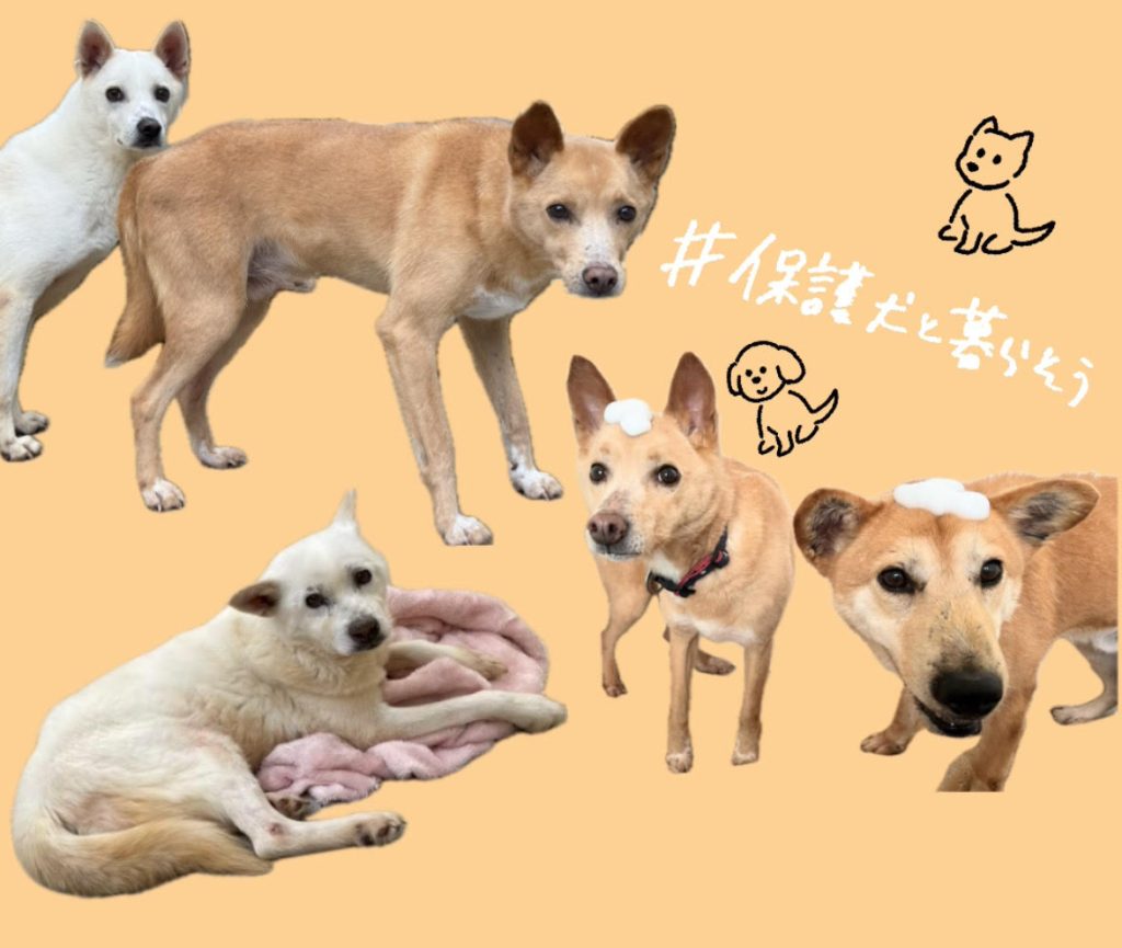 e87f1086f7bf9f59f1ec0b2dd2f320a4 1