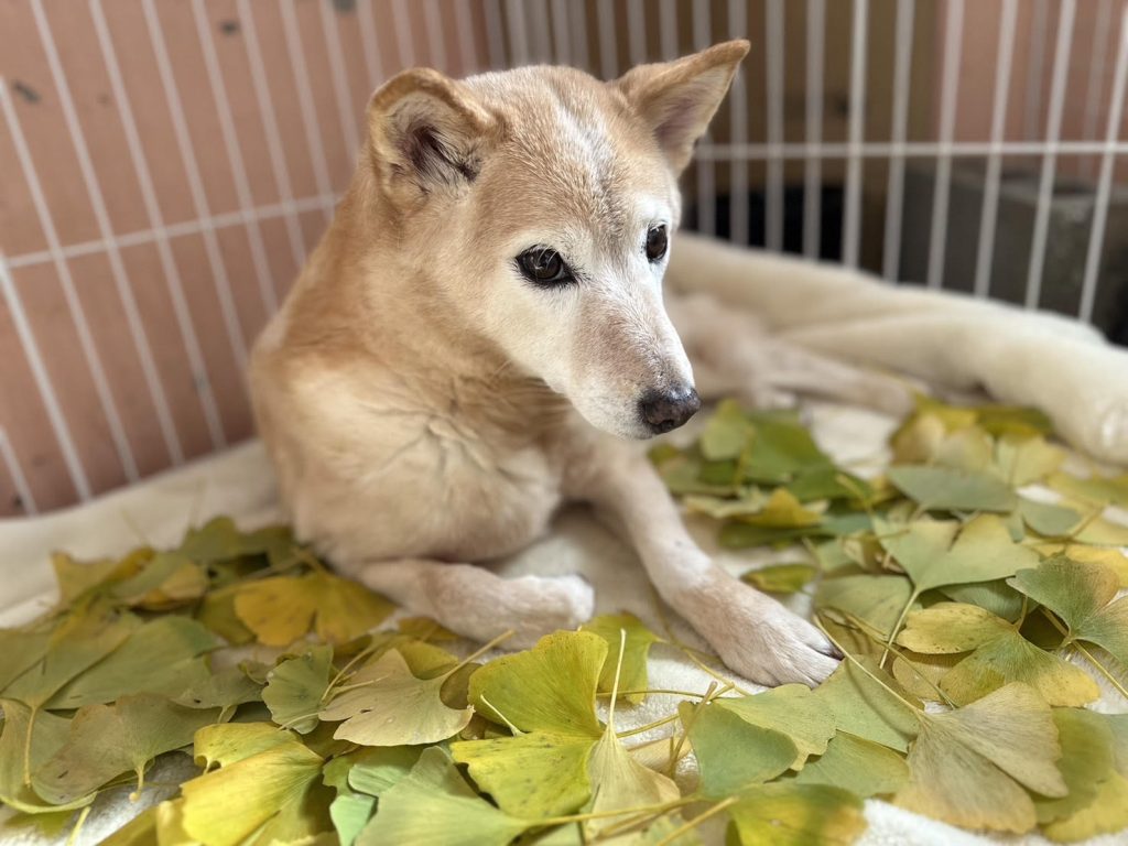 f819d6428bc3e0b807315df1c9edf6b2