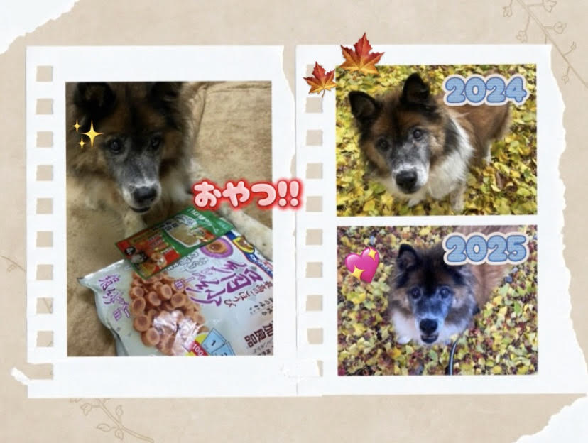 9dc934e9d73fad756ad230877882ac18 1