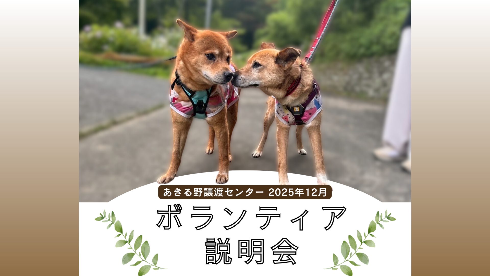 ピースワンコのイベント】12/6(土)、21(日)、24(水)「ボランティア説明