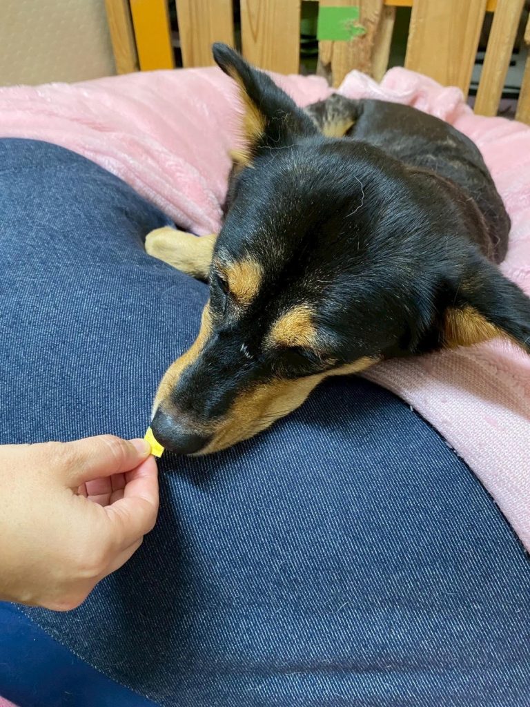 90c6a297986ecd5e8cd5e4341284b557