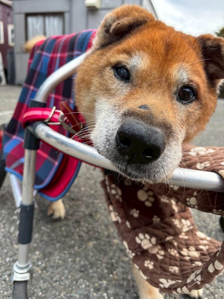 4c2034e548af261e721867cf15c4373b 1