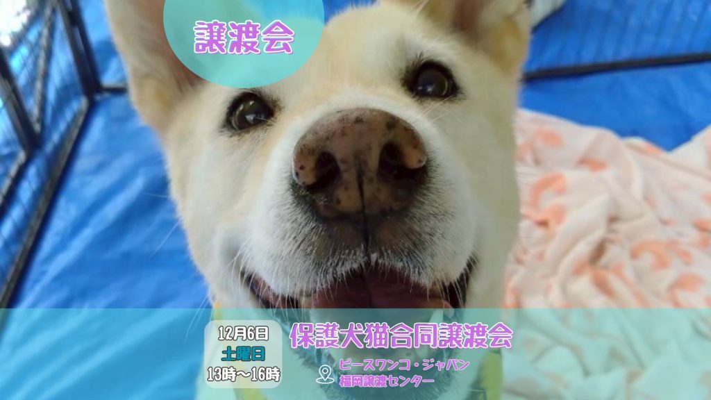 譲渡会・イベントのご案内 9 eb670356cd4f0bf7e8bcb56e32746921