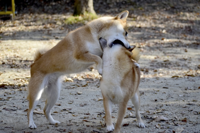 ce9213259bca7a92f98f4713f0dd6974