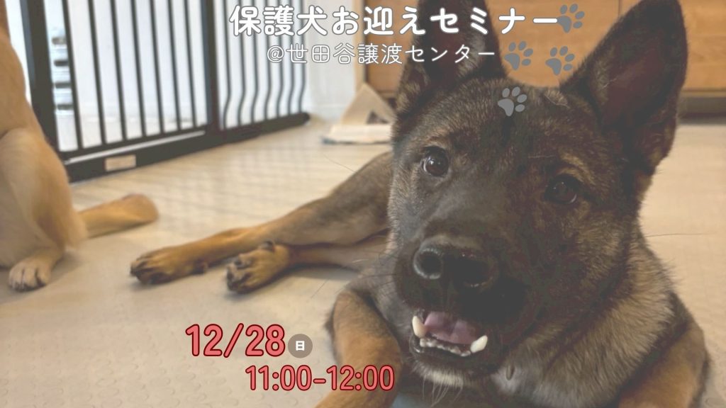 【ピースワンコのイベント】12/28(日)保護犬お迎えセミナー を開催(世田谷譲渡センター) 3 0e8542156a07c3d5fcbc260b773e50cb