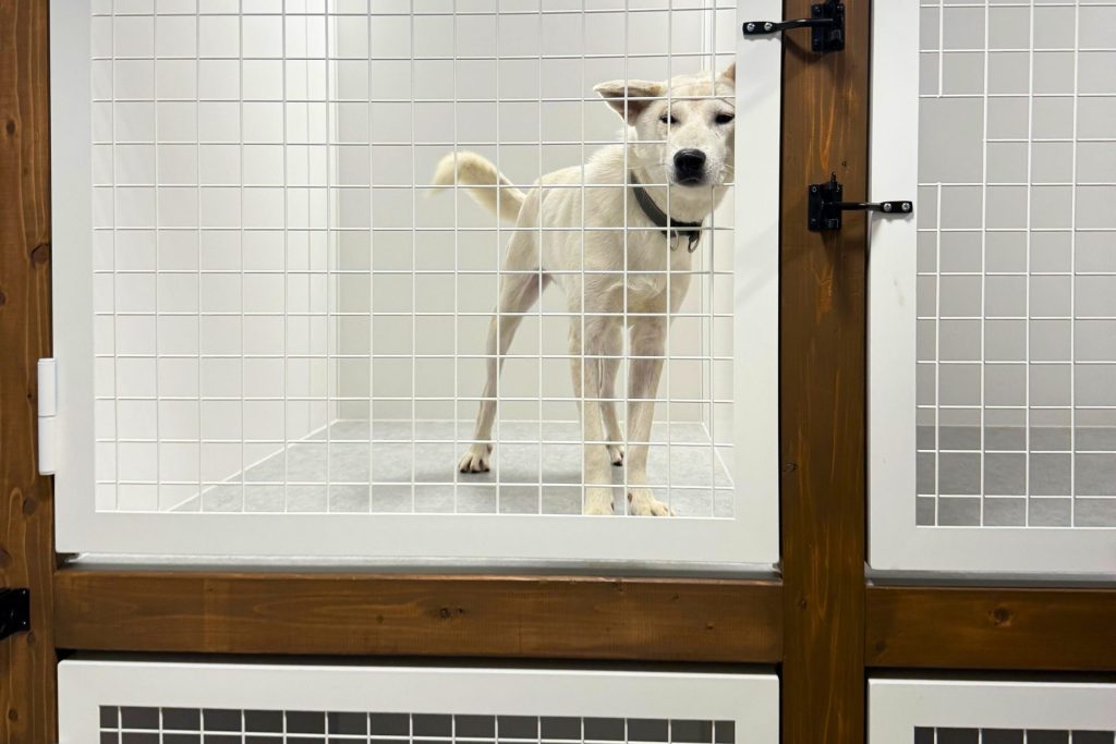 西東京ふれあい譲渡センターで、卒業した保護犬を対象としたペットホテルを新たにオープンします! 5 c65bd873166b6121573091e55b6e9d21