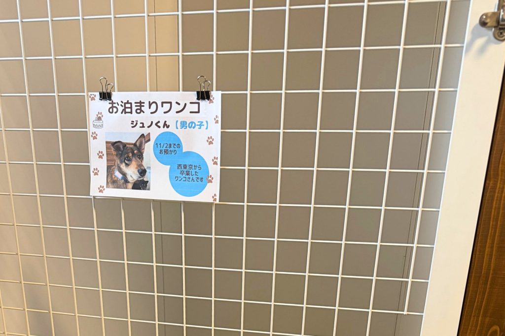 西東京ふれあい譲渡センターで、卒業した保護犬を対象としたペットホテルを新たにオープンします! 3 69704ef8c0e5cdbd7ccbdd0097df0a67