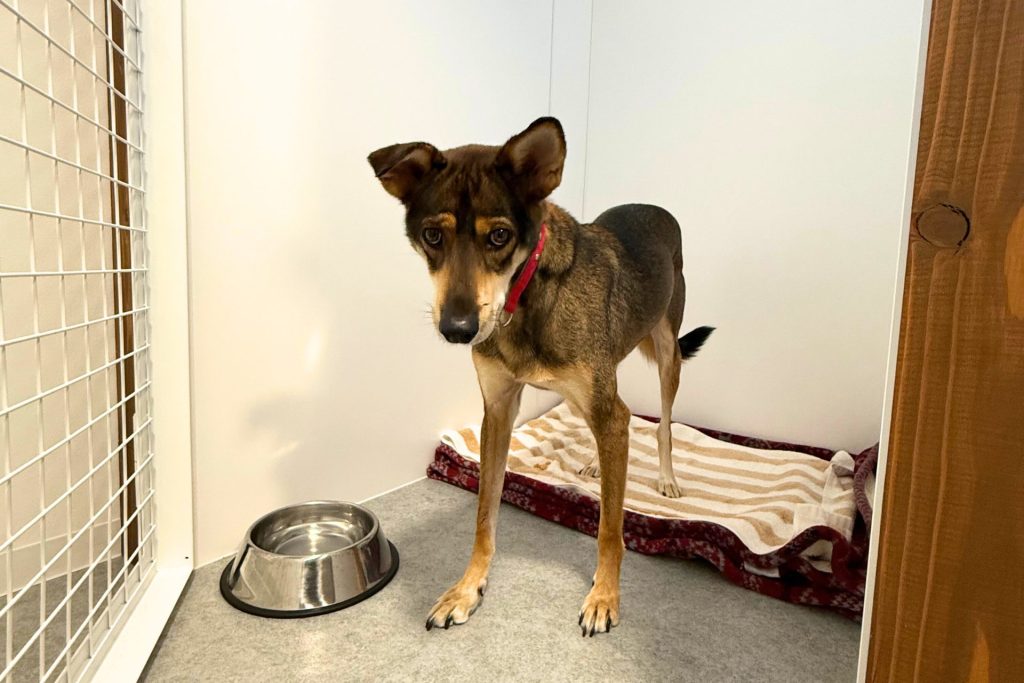 西東京ふれあい譲渡センターで、卒業した保護犬を対象としたペットホテルを新たにオープンします! 4 473c7c73013facf9330b94026ff21592