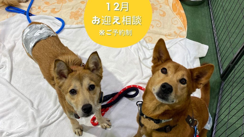 譲渡会・イベントのご案内 9 c36891dc26be33c97b5982ed7079bd86