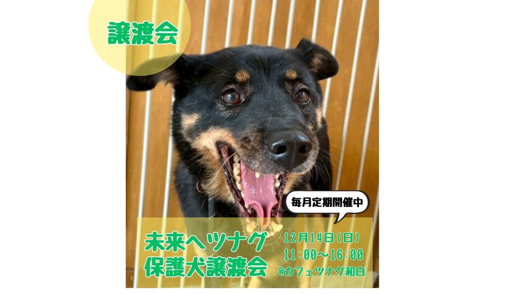 譲渡会・イベントのご案内 7 9673992644be211d4ae9dfdd06fd89b6