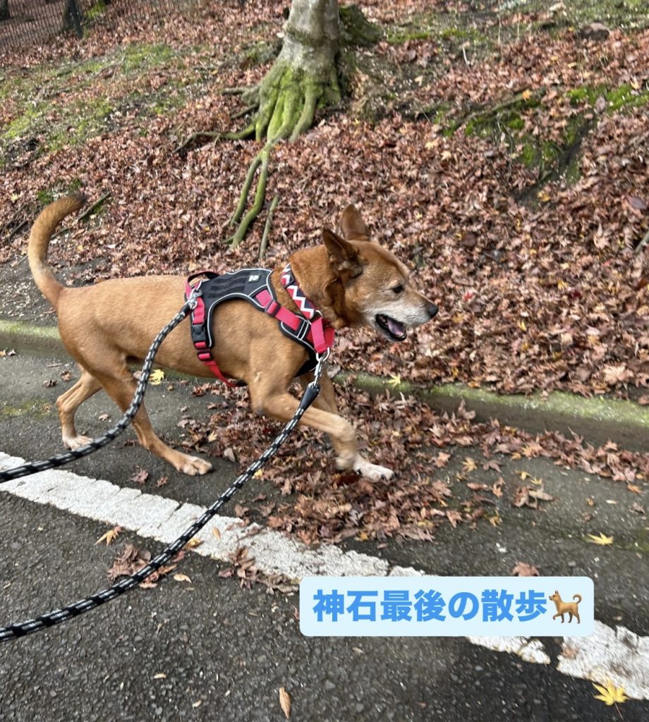 ワンだふるファミリーからの近況報告:2025年12日8日(月曜日) 3 25896b1b8e0a53ead74093f3bdeb1085 1