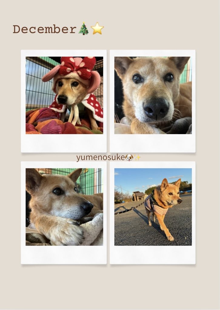 ワンだふるファミリーからの近況報告:2025年12日8日(月曜日) 4 6f7e368290eb763638035a0fe79cd269