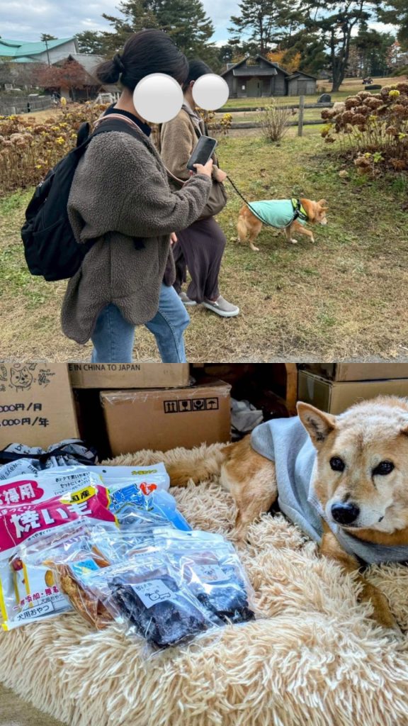 ワンだふるファミリーからの近況報告:2025年12日8日(月曜日) 5 086523a4d0e220aad010a569072915dd