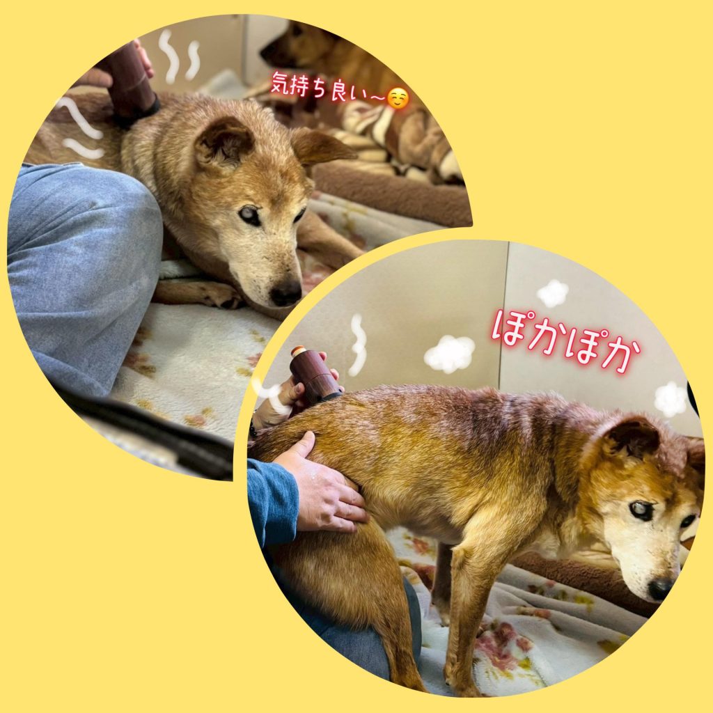 ワンだふるファミリーからの近況報告:2025年12日8日(月曜日) 7 f7ce1812e47236e085be5921c7eb9429