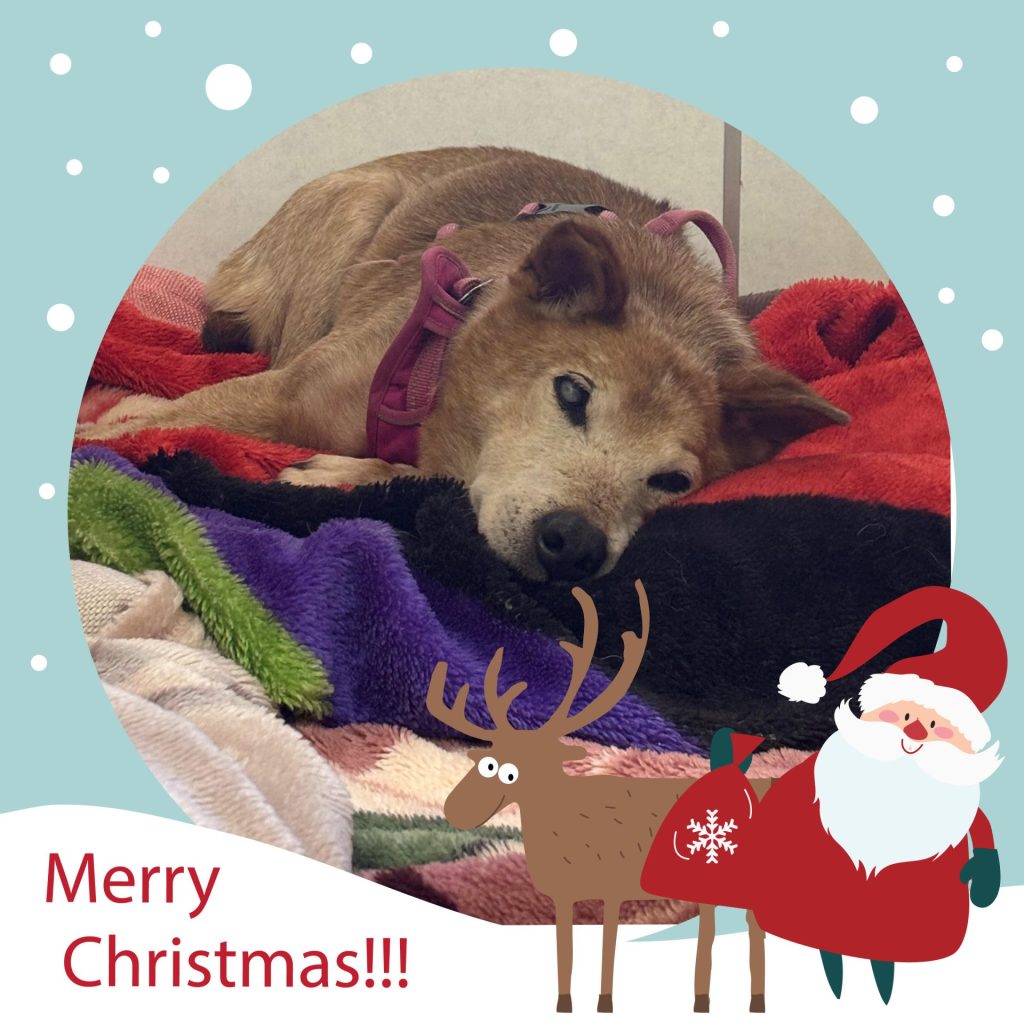 ワンだふるファミリーからの近況報告:2025年12日8日(月曜日) 8 0996a2996911ada57658338813cb8c85