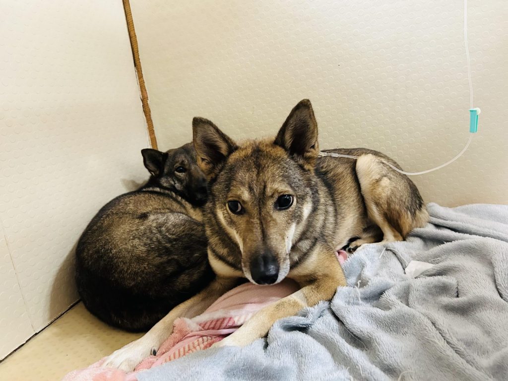 ワンだふるファミリーからの近況報告:2025年12日8日(月曜日) 9 7ae0c9e044c580e5b8b086b7f7d7329d