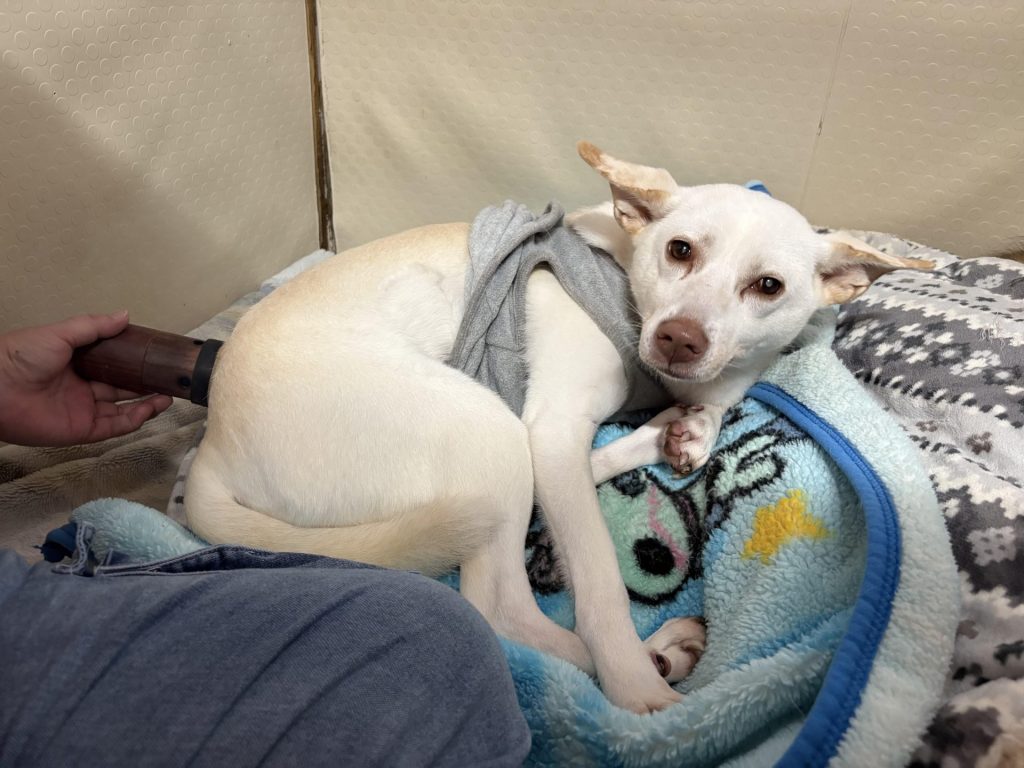 ワンだふるファミリーからの近況報告:2025年12日8日(月曜日) 10 b0f10ac9717d121a71b093fb4abd8b5a