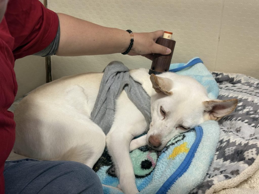 ワンだふるファミリーからの近況報告:2025年12日8日(月曜日) 11 454b25d64dc4344f5a5d7eb9969942fa