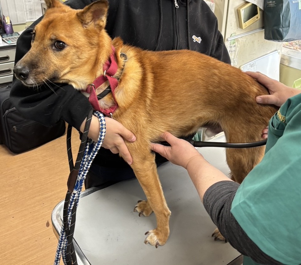 ワンだふるファミリーからの近況報告:2025年12日8日(月曜日) 13 9b0c3896f07140d5eb78ec2b55adaf63