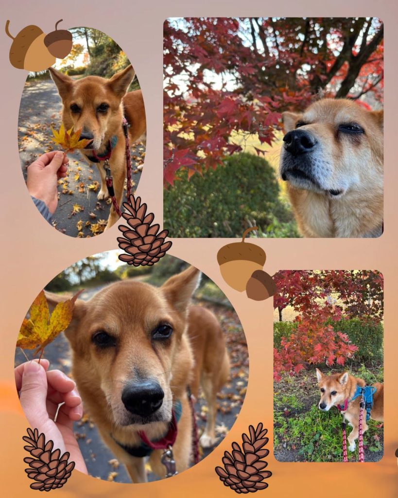 ワンだふるファミリーからの近況報告:2025年12日8日(月曜日) 14 a9817aa543242a19514a2db29a6dc1c5