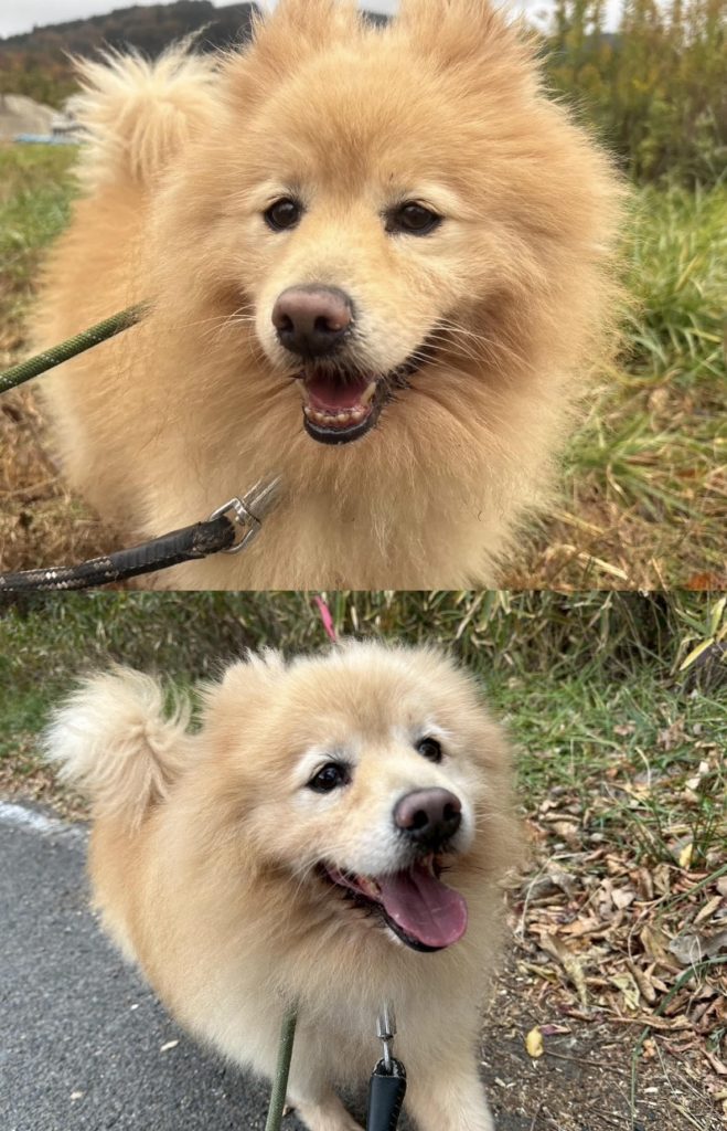 ワンだふるファミリーからの近況報告:2025年12日8日(月曜日) 15 f828ac76cf1fc05c993080059f11d49f