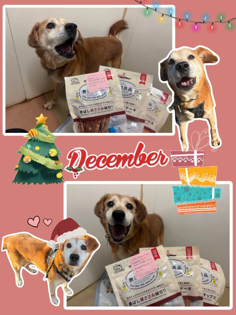 ワンだふるファミリーからの近況報告:2025年12日8日(月曜日) 16 edde96033bd55c029825af2764783478