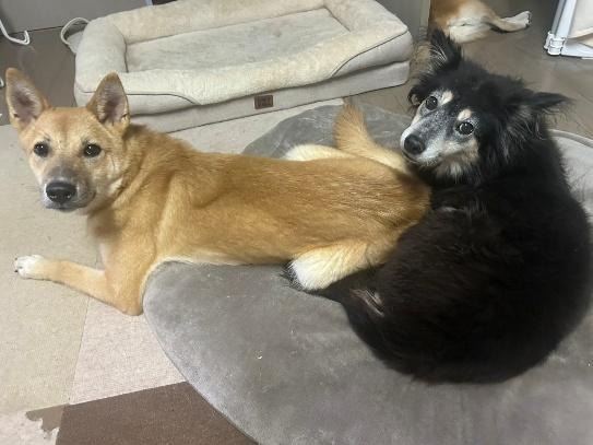 ワンだふるファミリーからの近況報告:2025年12日8日(月曜日) 18 image 12