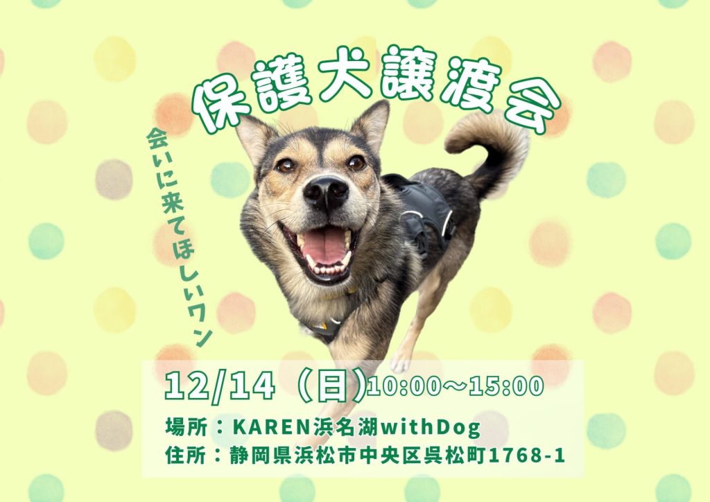【ピースワンコの譲渡会】12/14(日)「保護犬譲渡会」を開催(静岡/浜松市) 1 66521898d577c2cd2dbd4164039b5cc5