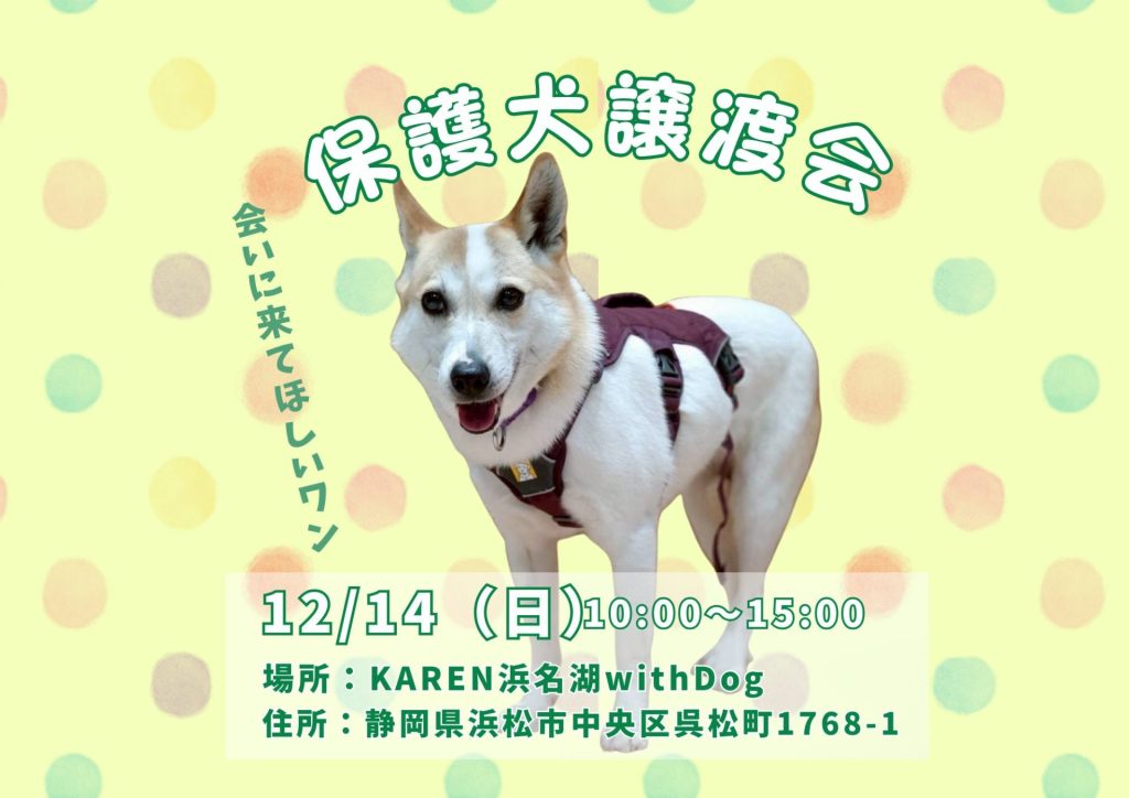 【ピースワンコの譲渡会】12/14(日)「保護犬譲渡会」を開催(静岡/浜松市) 2 827507326868026f26374175b48946ff