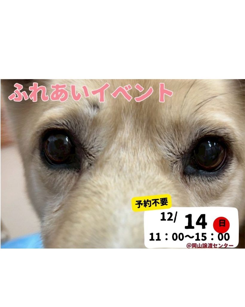 【ピースワンコのイベント】12/14(日)「ふれあいイベント」開催(岡山譲渡センター) 1 10
