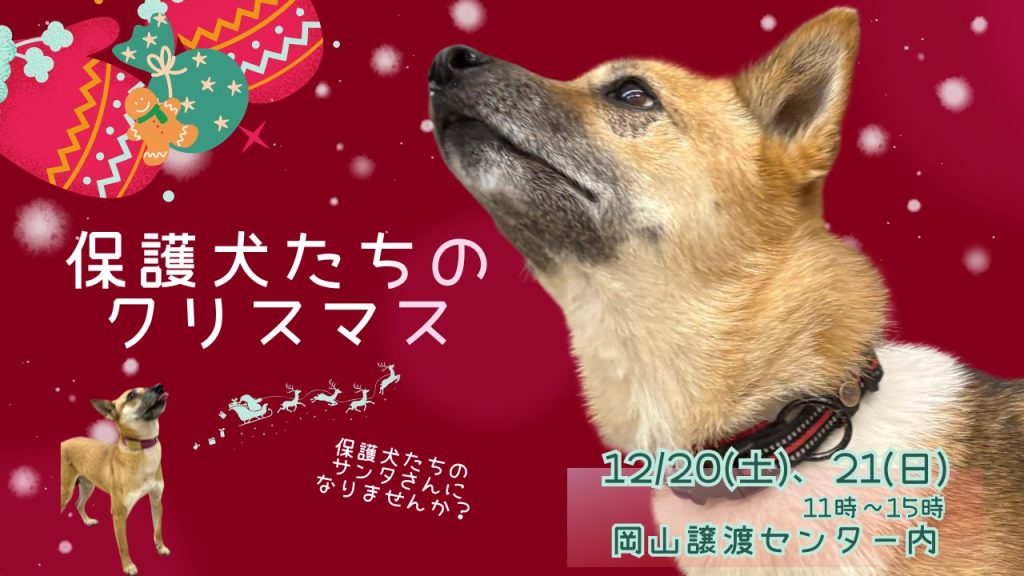 【ピースワンコの譲渡会】12/20(土)、21(日) 保護犬たちのクリスマス 開催(岡山譲渡センター) 1 保護犬たちのクリスマス