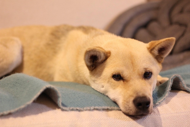 22aec537b64cbe5846f97ef15aa625f3