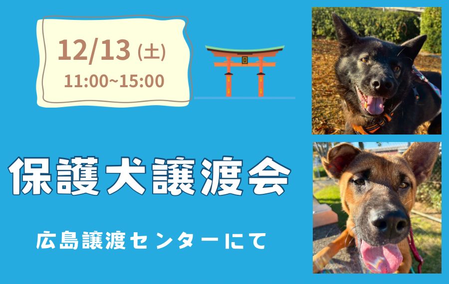 【ピースワンコの譲渡会】12/13(土)「保護犬譲渡会」を開催(広島譲渡センター) 1 eyecatch 1 1
