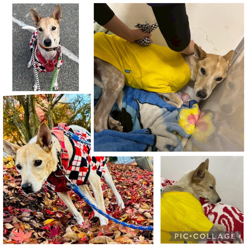 ワンだふるファミリーからの近況報告:2025年12日14日(日曜日) 2 7d1f122b6328854c91baf26e858ba2e5