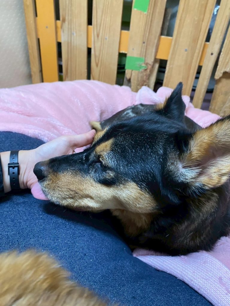 ワンだふるファミリーからの近況報告:2025年12日14日(日曜日) 3 90c6a297986ecd5e8cd5e4341284b557