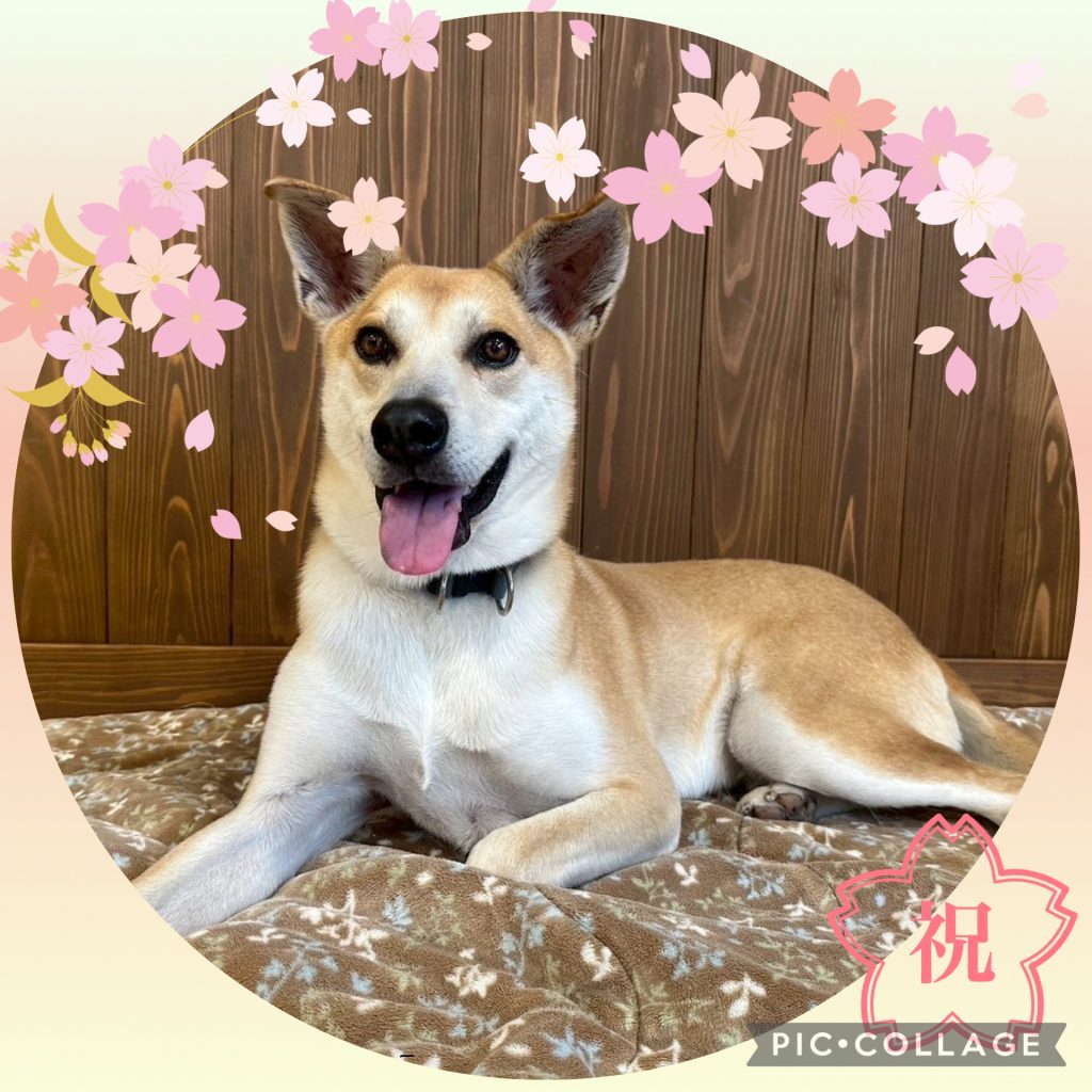 ワンだふるファミリーからの近況報告:2025年12日14日(日曜日) 4 1b14a10e14b51fb78a31b397eb2fca65