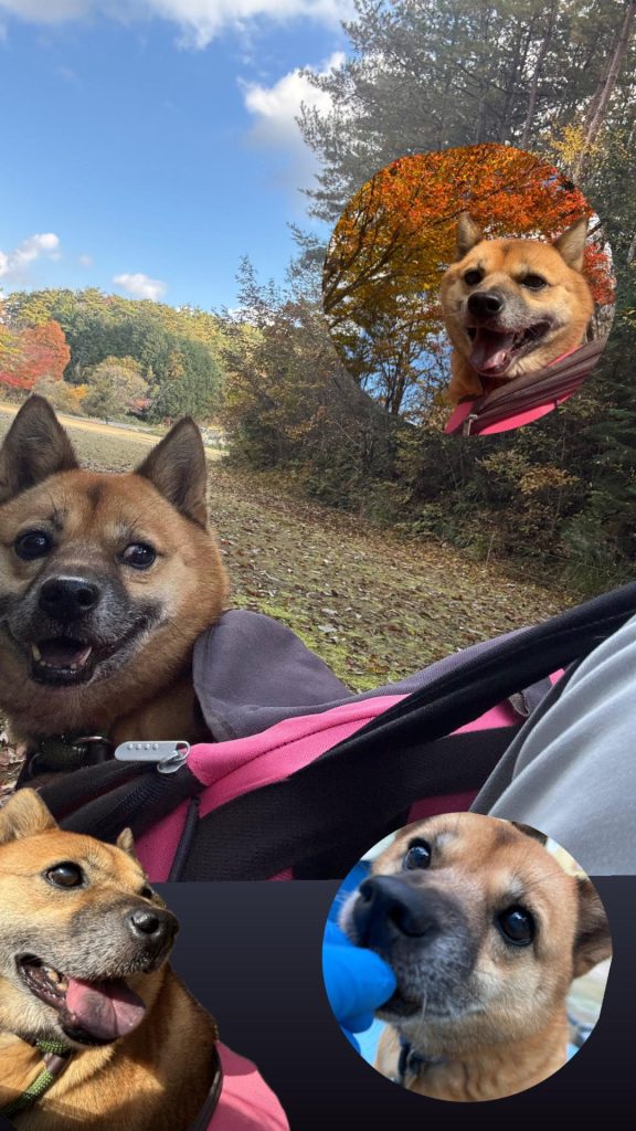 ワンだふるファミリーからの近況報告:2025年12日14日(日曜日) 9 d6b66e1a77c4e729ceda1a6c11d2b1aa