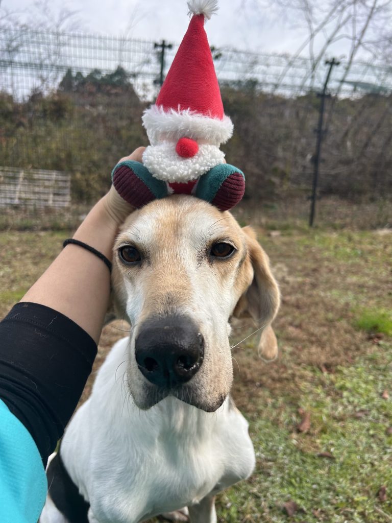 ワンだふるファミリーからの近況報告:2025年12日14日(日曜日) 10 24a7ff8fd6be325b6199d19798cb15aa