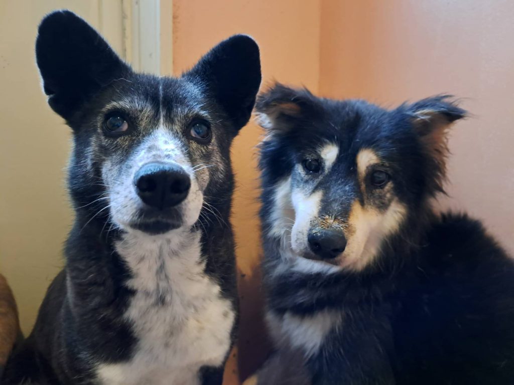 ワンだふるファミリーからの近況報告:2025年12日14日(日曜日) 12 165affc0cd8e694d2f07c2812ca54415