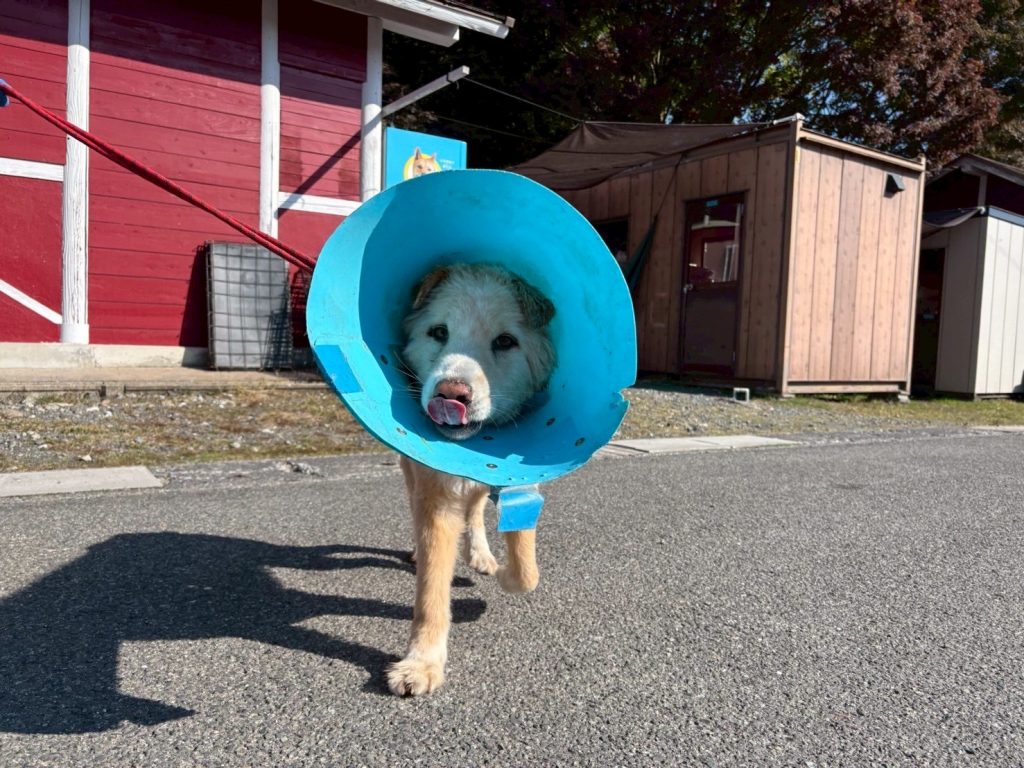 ワンだふるファミリーからの近況報告:2025年12日14日(日曜日) 14 b87efa2aff385736213ded66eccbd910