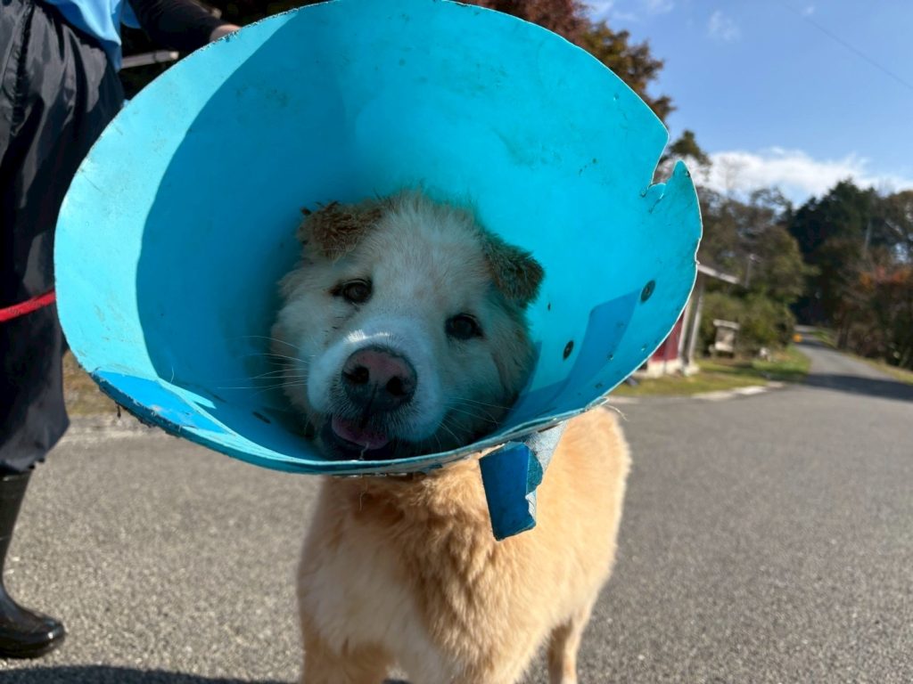 ワンだふるファミリーからの近況報告:2025年12日14日(日曜日) 15 e1dd36fba19a47b56d9fe46b1dc4fb1f