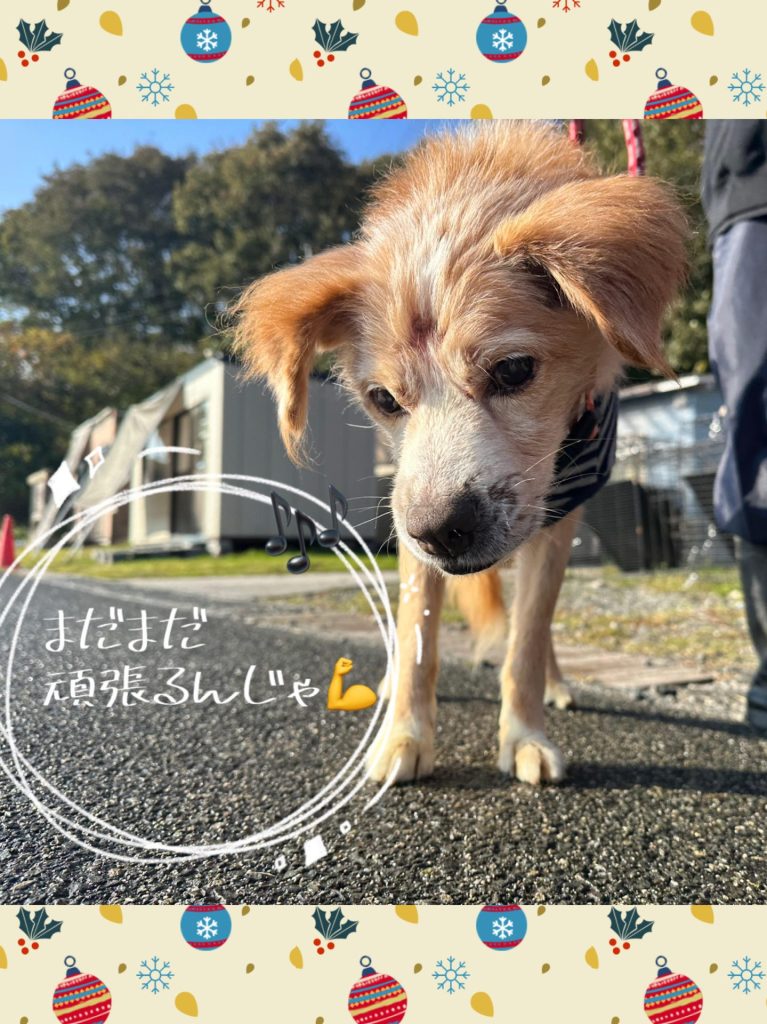 ワンだふるファミリーからの近況報告:2025年12日14日(日曜日) 17 7e1fa0d030e3a542f0ed480184693742