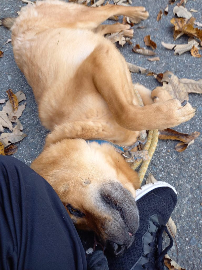 ワンだふるファミリーからの近況報告:2025年12日14日(日曜日) 18 124f873228503a13ddf3c6daf8ef63d9